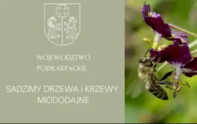 Zdjęcie do Wzbogacamy przyrodę Podkarpacia